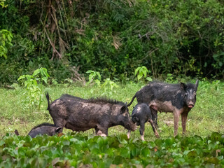 A group of feral pigs (Sus scrofa), scavenging at Pouso Allegre, Mato Grosso, Pantanal