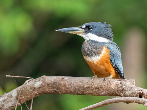 Adult female ringed kingfisher (Megaceryle torquata), Rio Tres Irmao, Mata Grosso, Pantanal
