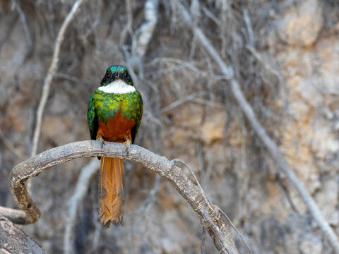 Adult male rufous-tailed jacamar (Galbula ruficauda), on the Rio Tres Irmao, Mato Grosso, Pantanal