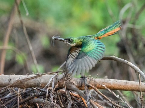Adult male rufous-tailed jacamar (Galbula ruficauda), with insect on the Rio Cuiaba, Mato Grosso, Pantanal