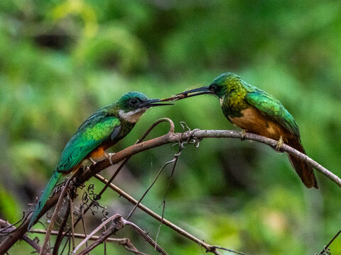 A pair of adult rufous-tailed jacamars (Galbula ruficauda), sharing an insect, Rio Cuiaba, Pantanal, Mato Grosso