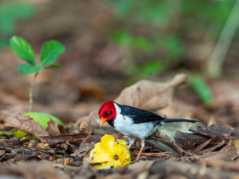 Adult yellow-billed cardinal (Paroaria capitata), on the Rio Tres Irmao, Mato Grosso, Pantanal