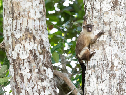 Adult black-tailed marmoset (Mico melanurus), in the trees at Pousada Piuval, Mato Grosso, Pantanal