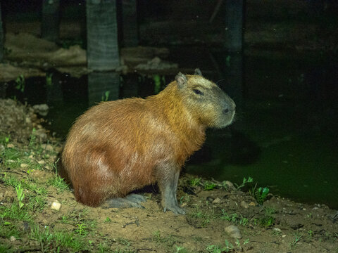 Adult capybara (Hydrochoerus hydrochaeris), at night along a lake in Pouso Allegre, Mato Grosso, Pantanal