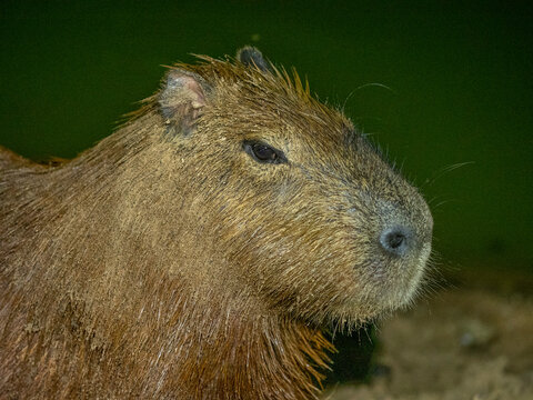 Adult capybara (Hydrochoerus hydrochaeris), at night along a lake in Pouso Allegre, Mato Grosso, Pantanal