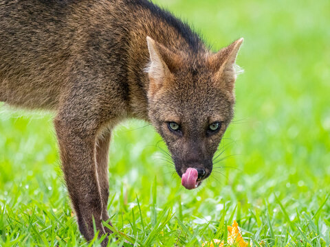 Adult crab-eating fox (Cerdocyon thous), head detail at Pousada Piuval, Mato Grosso, Pantanal