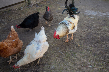 Chicken farm in a countryside. Chicken and roosters.