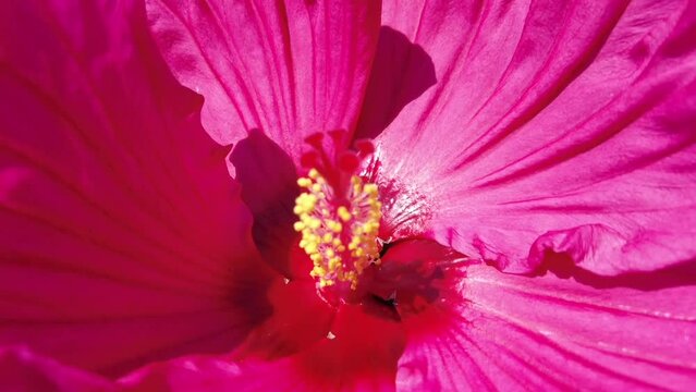Close-up of pink hibiscus flower, petals and pollen