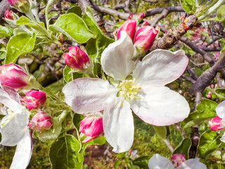 Close up of Spring Cherry Blooming  Apple Tree