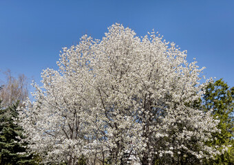 Huge Spring Blooming  Cherry Tree on a Blue Sky Background 