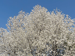 Huge Spring Blooming  Cherry Tree on a Blue Sky Background 