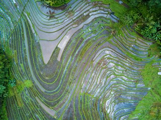 Rice terraces, Bali, Indonesia. Aerial drone view.