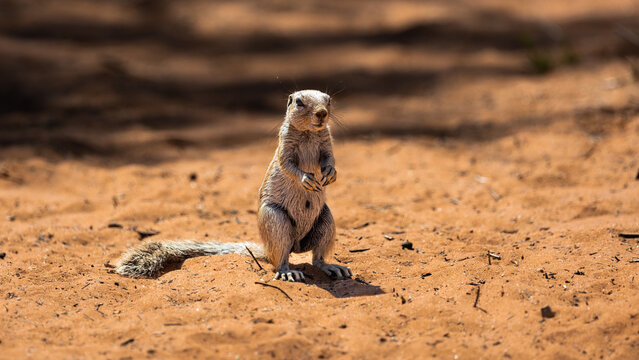 Cape Ground Squirrel On High Alert