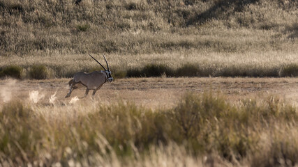an oryx kicking up dust