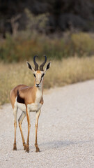 a Springbuck on the road