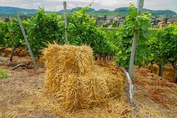 Weinberge Reben