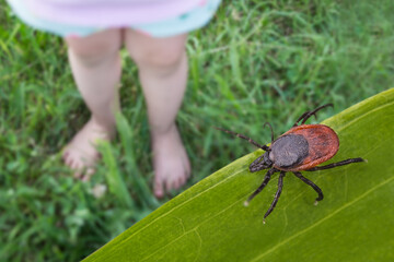 Bare child feet and deer tick in grass playground. Ixodes ricinus. Closeup of toddler small legs playing on summer green meadow with lurking dangerous parasite. Encephalitis or Lyme disease attention. - obrazy, fototapety, plakaty