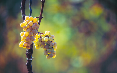 White grapes hanging from lush green vine with blurred vineyard background