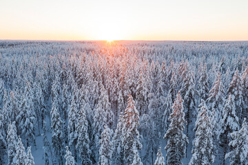 Arctic sunrise over the snowcapped forest in winter, Lapland, Finland