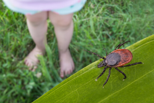 Bare child feet and deer tick in grass playground. Ixodes ricinus. Closeup of toddler small legs playing on summer green meadow with lurking dangerous parasite. Encephalitis or Lyme disease attention.