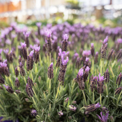 Lavender Closeup