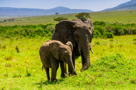 Fototapeta Elephants seen on a Safari in the Maasai Mara National Reserve, Kenya
