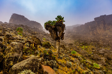 View of the mountain trails on the way up Mount Kilimanjaro, UNESCO World Heritage Site, Tanzania