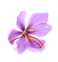 Saffron  flower - 501114635