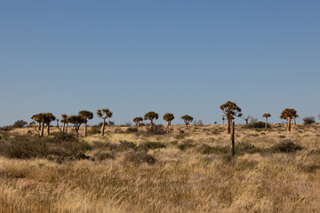 quiver tree forest in Augrabies