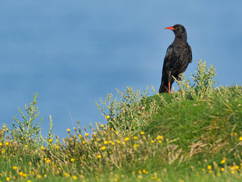Chough, County Clare, Munster, Republic of Ireland
