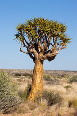 Quiver tree in the wild. Kokerboom.