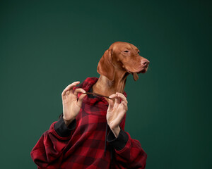 Hipster dog in a hooded hoodie holds snacks with his hands. Conceptual portrait of a dog on a green...