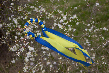 Traditional Ukrainian floral wreath, blue and yellow ribbons on a background of cherry blossoms. 