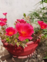 flower in the garden