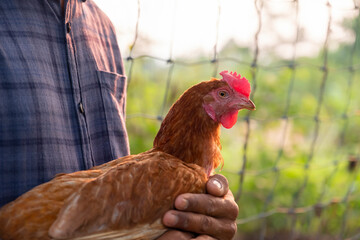 A cute Rhode Island Red is in a farmer's hands near farmyard.