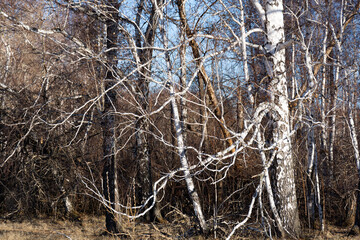 Old trees in a mixed forest. Fairy tale background