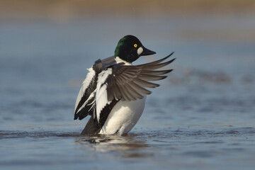 Fototapeta premium Common goldeneye (Bucephala clangula) male wing flap.