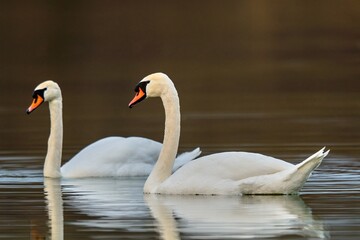 A couple of mute swans floating on a calm water surface. Blurred background, copy space. Genus species Cygnus olor.