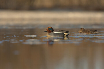 Eurasian teal (Anas crecca) male swimming in early morning light.