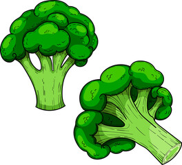 Green cabbage broccoli, hand drawn vector set illustration, vegetable  isolated on a white background