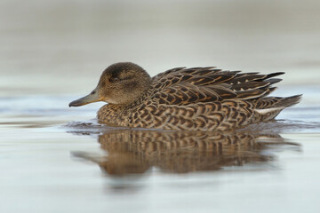 Eurasian teal (Anas crecca) female swimming in the water.