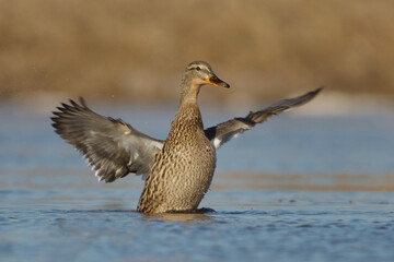 Female mallard (Anas platyrhynchos) wing flap.