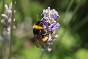 Bourdon commun sur une fleur de lavande