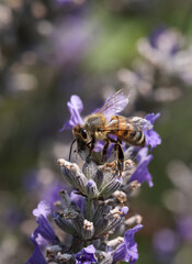 Abeille sur une fleur de lavande