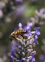 Abeille sur une fleur de lavande