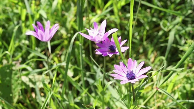 Broad leaved anemone purple flowers