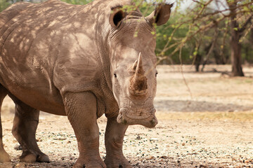Wild african animals. Portrait of a male bull white Rhino grazing in Etosha National park, Namibia.