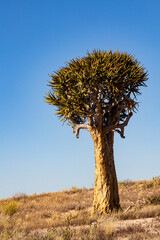 Quiver tree in the wild. Kokerboom.