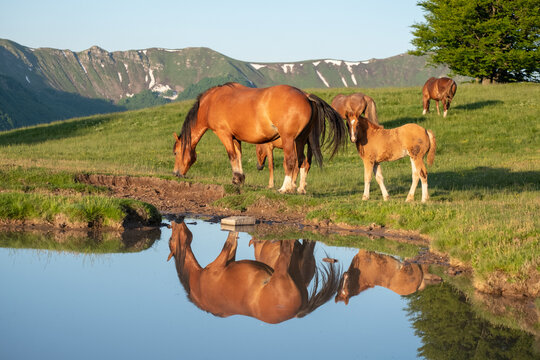 Mother horse (mare) with her foal reflected in a small lake, Emilia Romagna