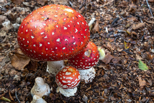 Amanita Muscaria (fly agaric) mushrooms in the underwood with a processionary bug climbing one of them, Emilia Romagna